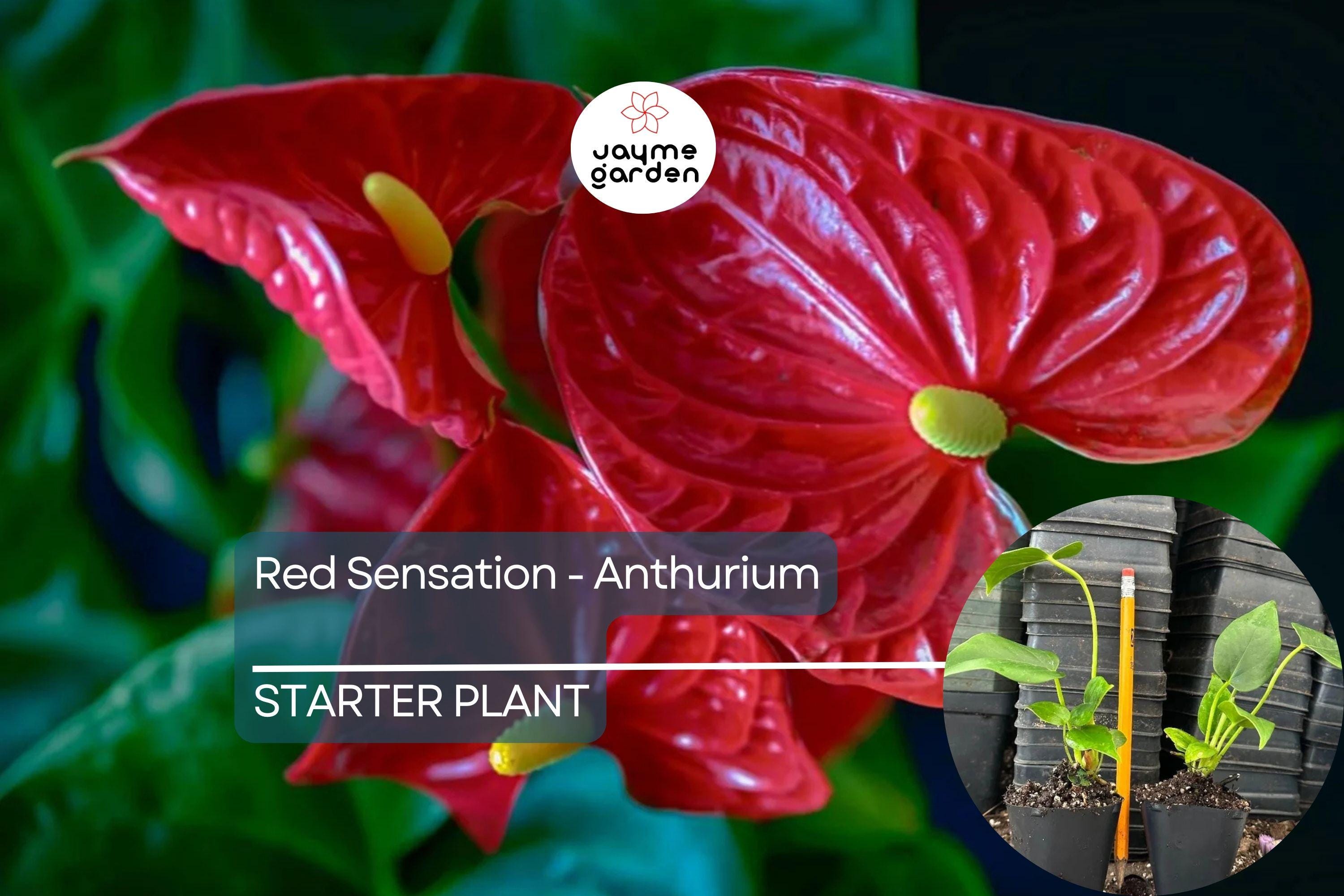 Red Sensation Anthurium Starter Plant - Live Well Rooted Seedling - King Veitchii, Indoor & Outdoor Flowering Plant