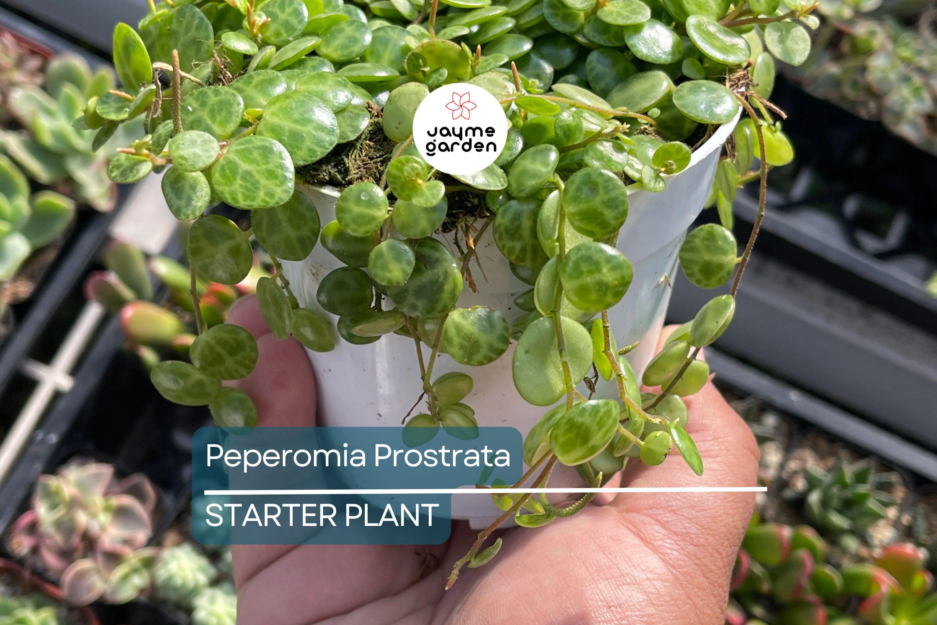 Peperomia Prostrata String of Turtles Starter Plant Prop Cup | Easy Care Live Plant | Terrarium or Houseplant | Gift for Plant Lovers