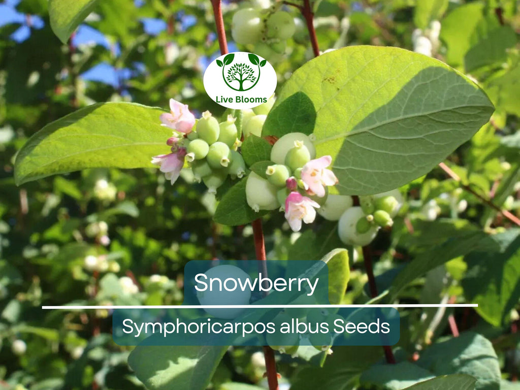 40 Snowberry Seeds (Symphoricarpos albus) HONEYSUCKLE Bush Shrub, White Berries, Hardy Shrub, Easy to Grow, Native Plant, Winter Interest