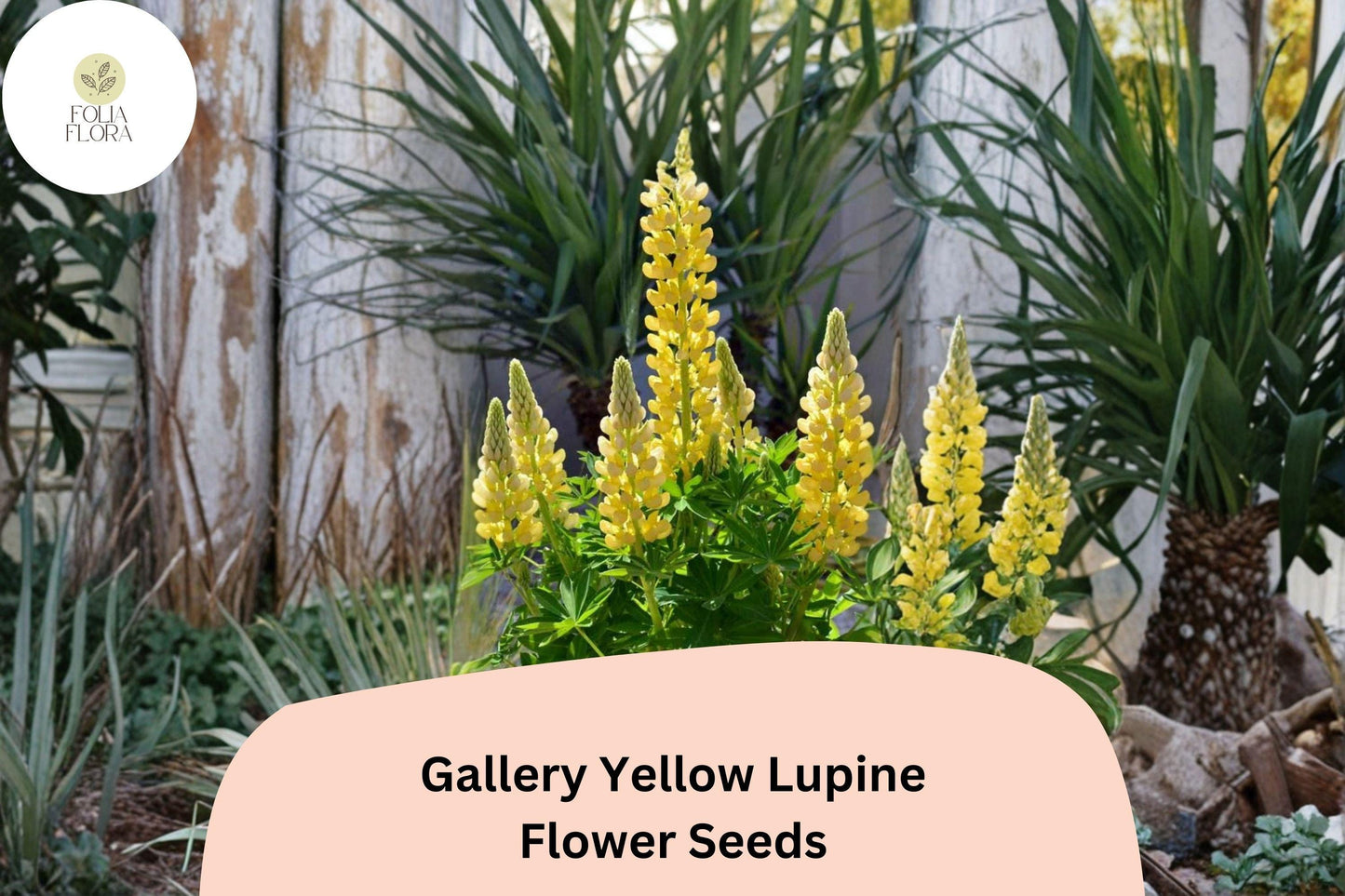 25+ Gallery Yellow Lupine Seeds | Lupinus Polyphyllus | Perennial Garden Flowers | Bright Yellow Blooms