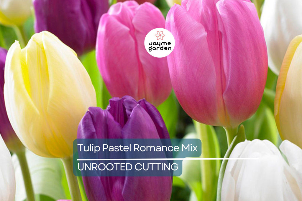 Tulip Pastel Romance Mix - 5 Bulbs, Pink, Purple, White, Salmon Yellow Blooms, Perfect for Gardens, USDA Zones 3-8
