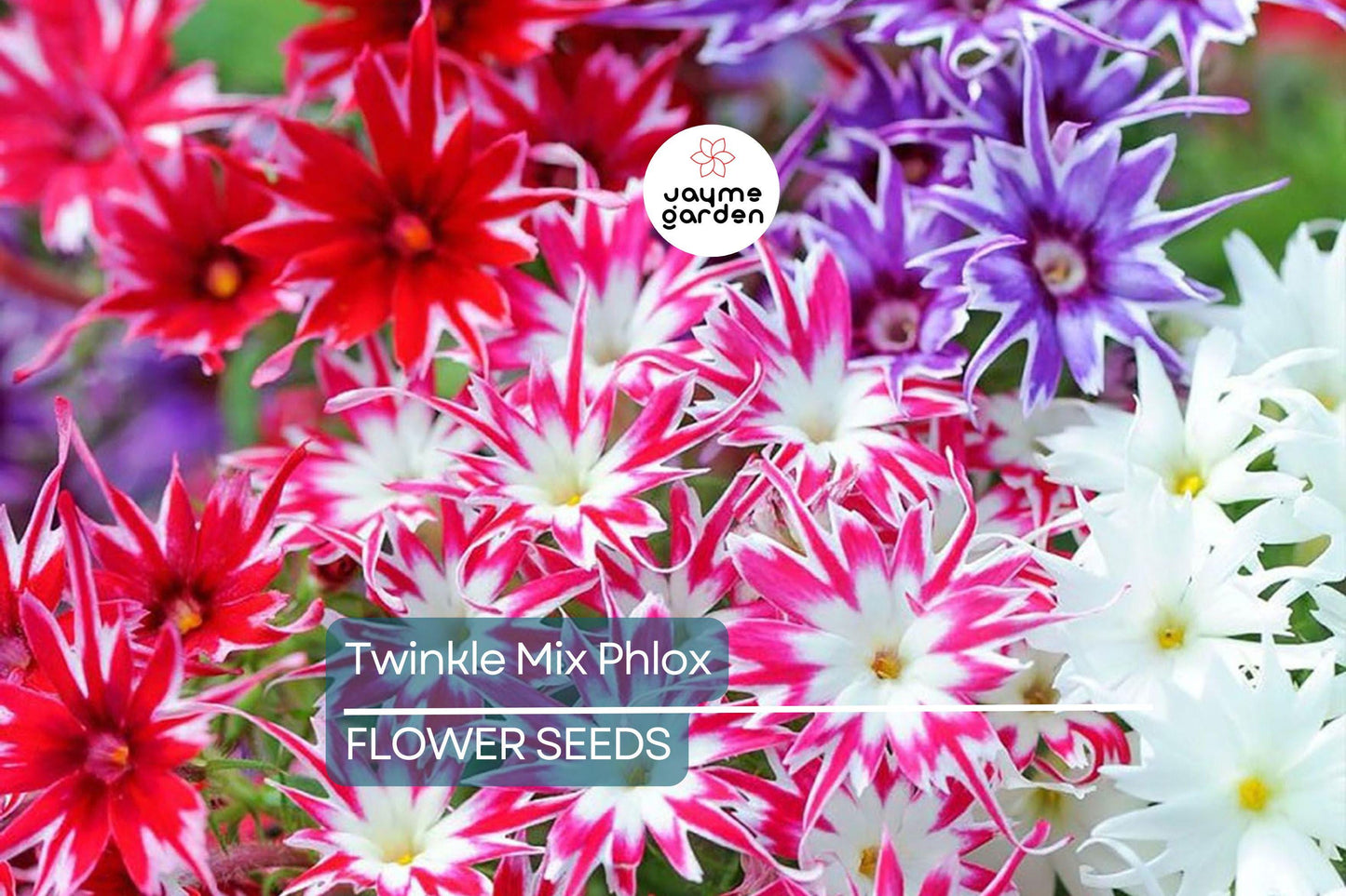 50+ Twinkle Mix Phlox Seeds - 10" Star-Shaped Flowers, Annual USA Seller