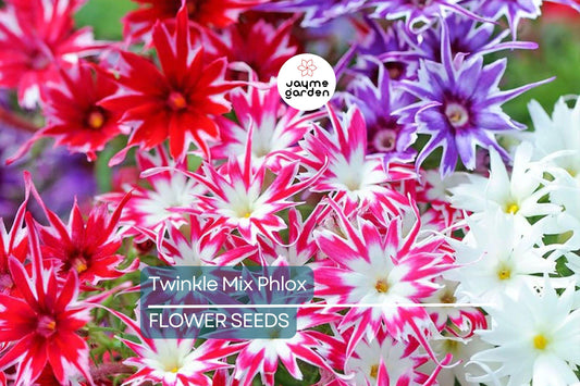 50+ Twinkle Mix Phlox Seeds - 10" Star-Shaped Flowers, Annual USA Seller
