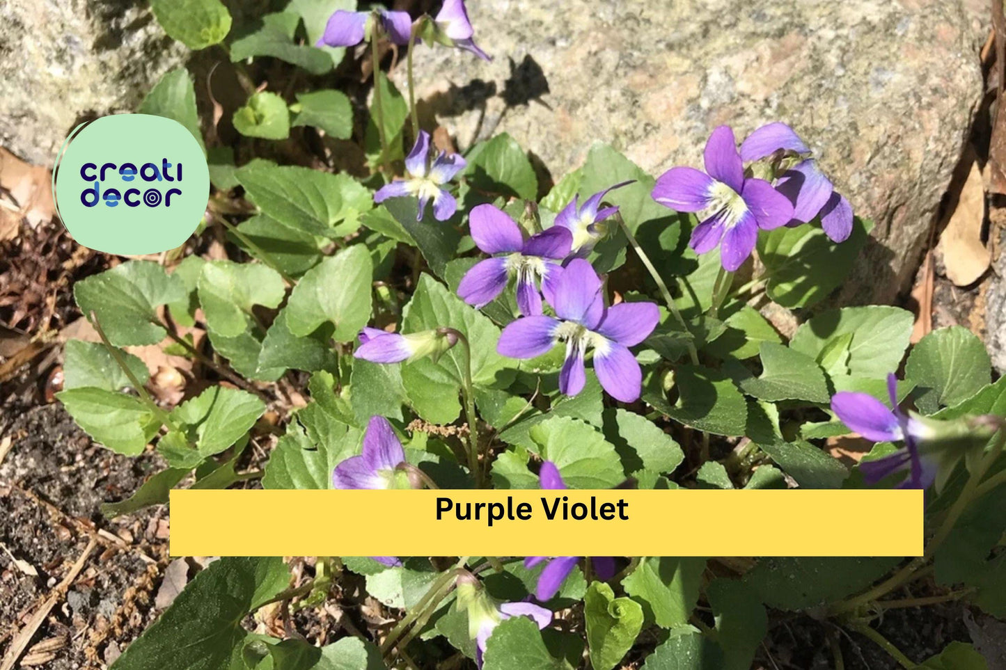 25 Bare Root Perennial Flower Starters | Purple Violet Live Plants | Viola Bulbs for Garden Beds, Borders & Cottage Landscaping