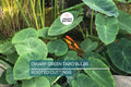 10 Dwarf Green Taro Bulbs - Colocasia Esculenta - Koi Pond, Bog, Tropical Plant - Edible, Fast-Growing, Zone 8+