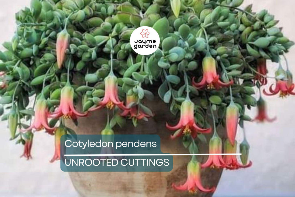 4 Unrooted Cotyledon Pendens Succulent Cuttings - 3-4" Long - Rare & Beautiful!