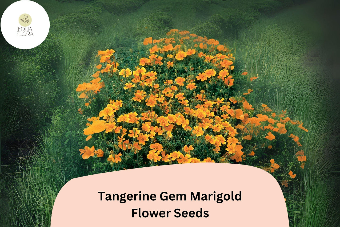 25+ Tangerine Gem Marigold Seeds | Tagetes tenuifolia | Citrus-Scented Edging Flowers | Bright Orange Blooms for Garden Planting