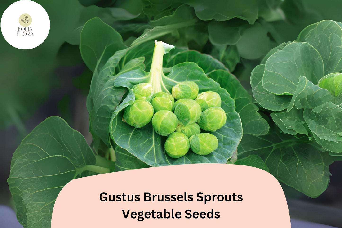 500+ Gustus Brussels Sprouts Seeds | Brassica oleracea | High-Yield Hybrid Sprout Variety | Bulk Garden Vegetable Seeds