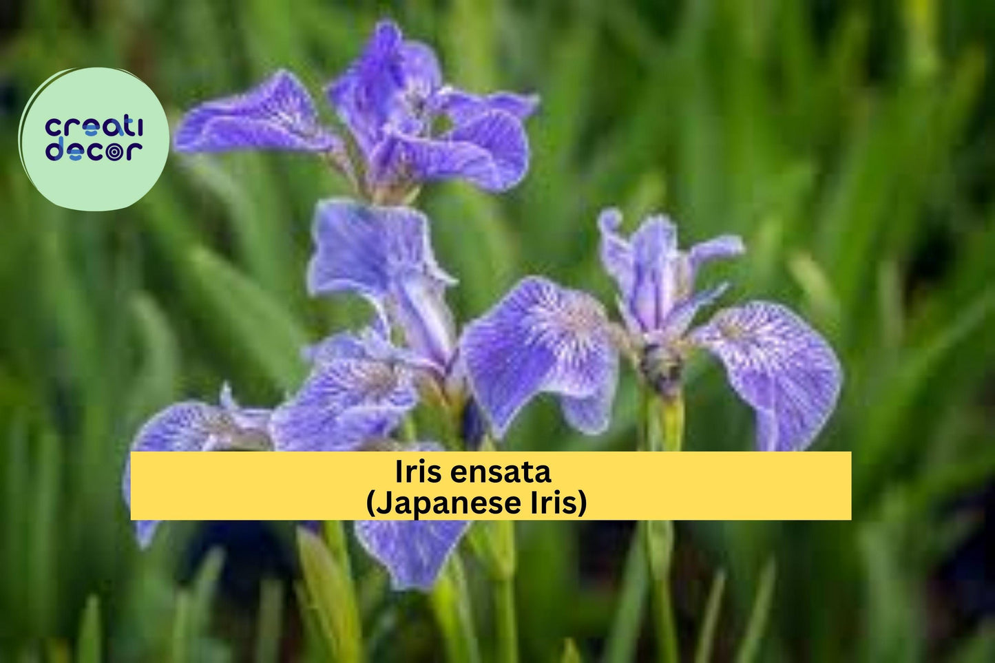 Light Purple Japanese Iris – Iris ensata – Live Root Rhizomes for Planting, Hardy Perennial Water Garden Flower
