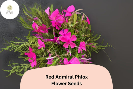 100+ Red Admiral Phlox Seeds – Bright Garden Flower Seeds for Planting, Phlox drummondii