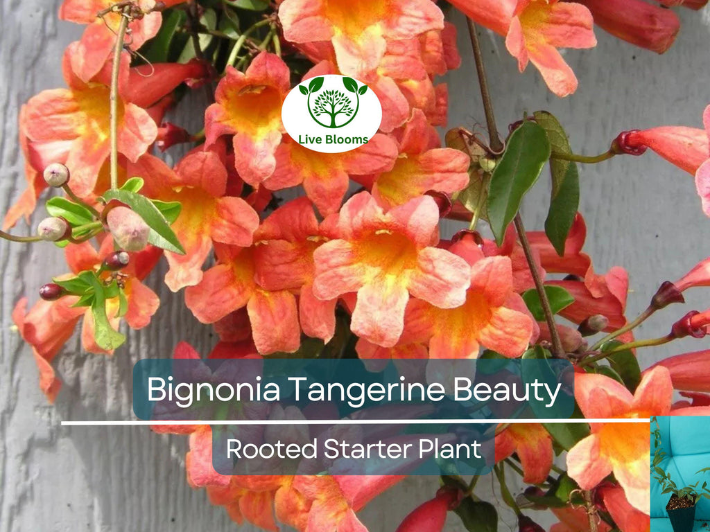 1 Bignonia "Tangerine Beauty" Crossvine Rooted Starter Plant | Bignonia capreolata | Fast-Growing Vine for Garden & Trellises