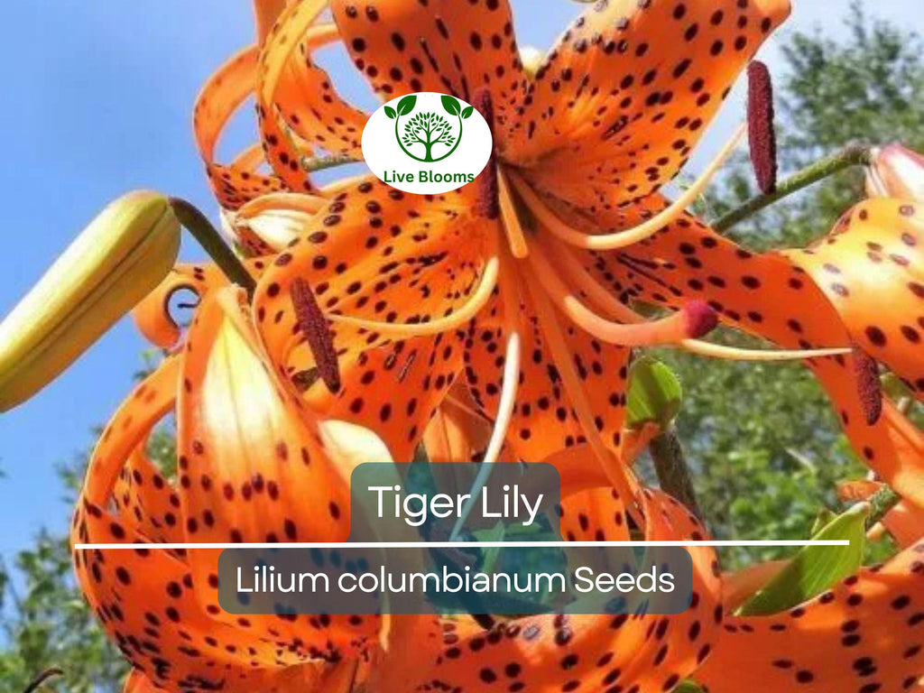 20 Tiger Lily Seeds | Lilium columbianum, Spotted Orange Flowers, Hardy Perennial, Non-GMO, Beautiful Garden Flower, Easy-to-Grow Bulb