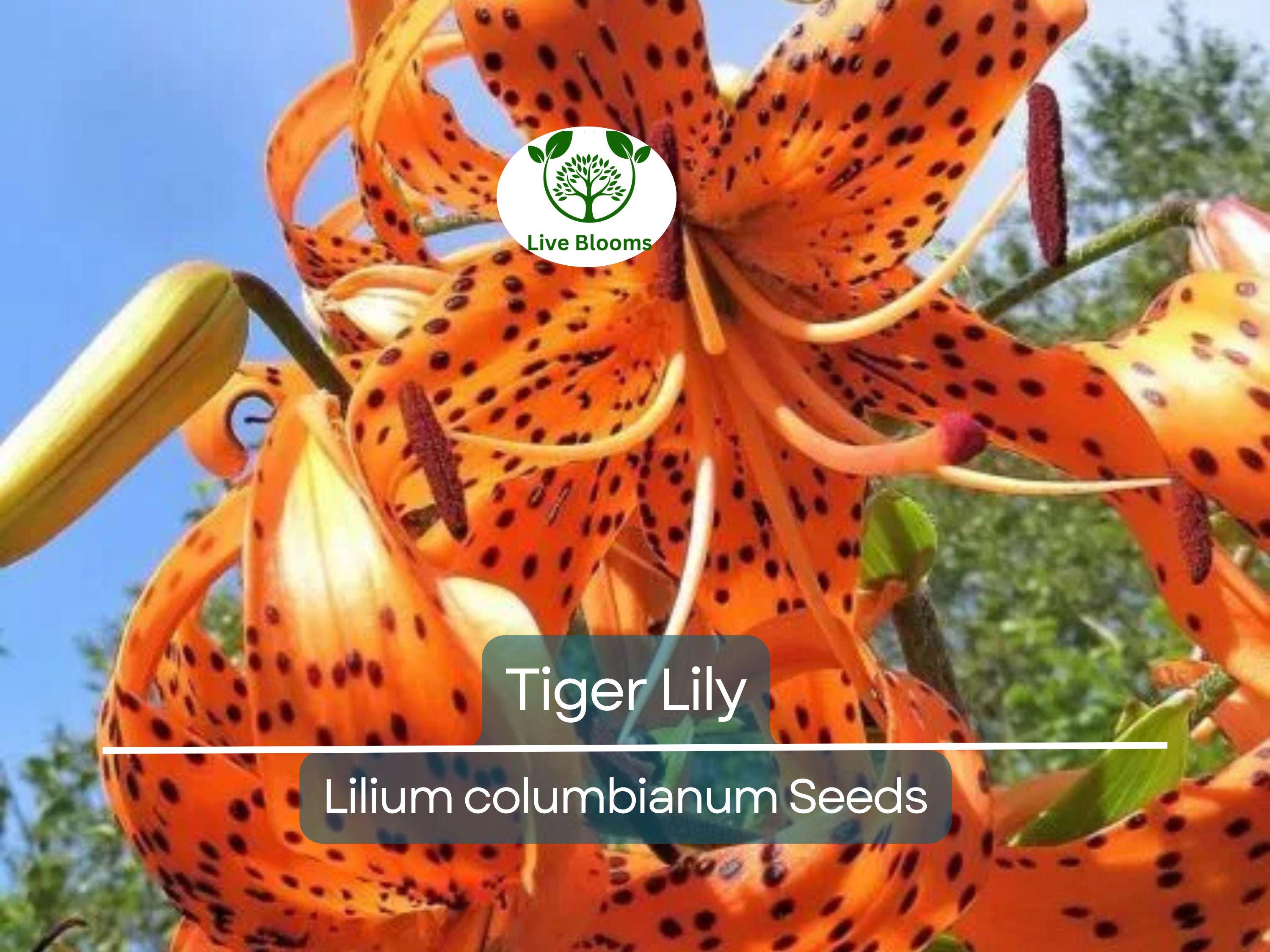 20 Tiger Lily Seeds | Lilium columbianum, Spotted Orange Flowers, Hardy Perennial, Non-GMO, Beautiful Garden Flower, Easy-to-Grow Bulb