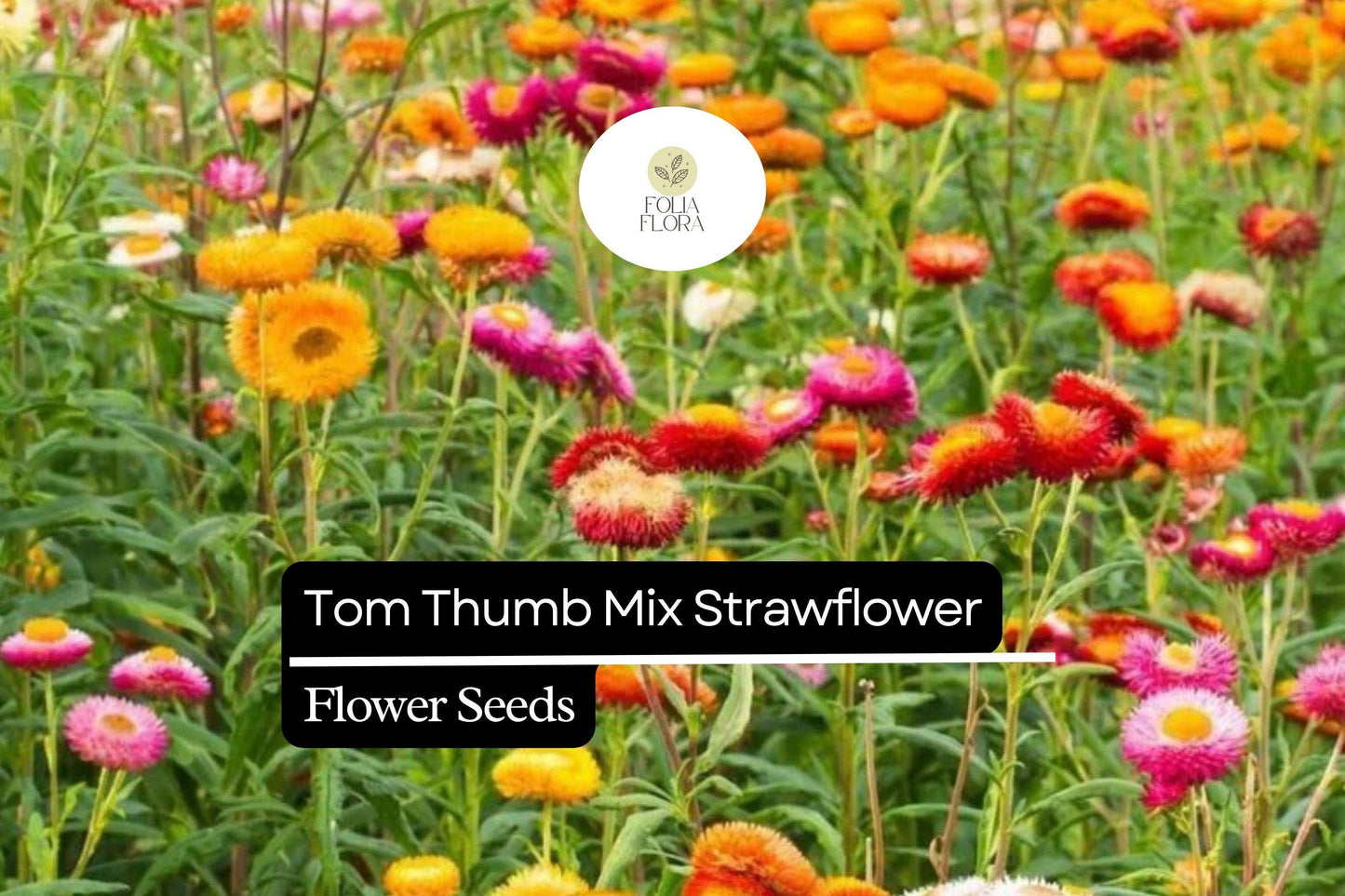 150 Seeds Tom Thumb Mix Strawflower (Helichrysum bracteatum) – Compact Dwarf Variety for Everlasting Blooms