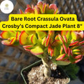 1 Bare Root Live Plant 8" Succulent Crassula Ovata ‘Crosby’s Compact’ Jade Plant | Dwarf Jade, Low-Maintenance, Indoor/Outdoor Houseplant
