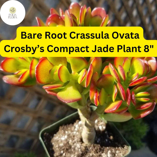 1 Bare Root Live Plant 8" Succulent Crassula Ovata ‘Crosby’s Compact’ Jade Plant | Dwarf Jade, Low-Maintenance, Indoor/Outdoor Houseplant