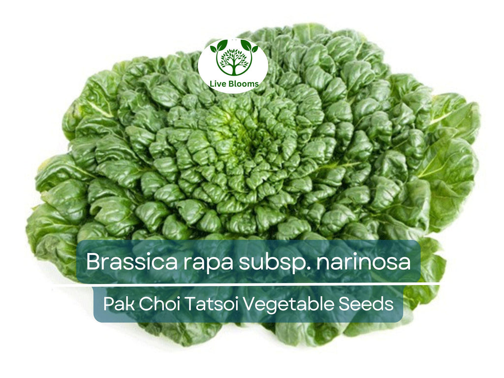 250 Pak Choi Tatsoi Seeds - Brassica rapa subsp. narinosa | Heirloom Asian Greens for Planting, Gardening & Stir-Fry