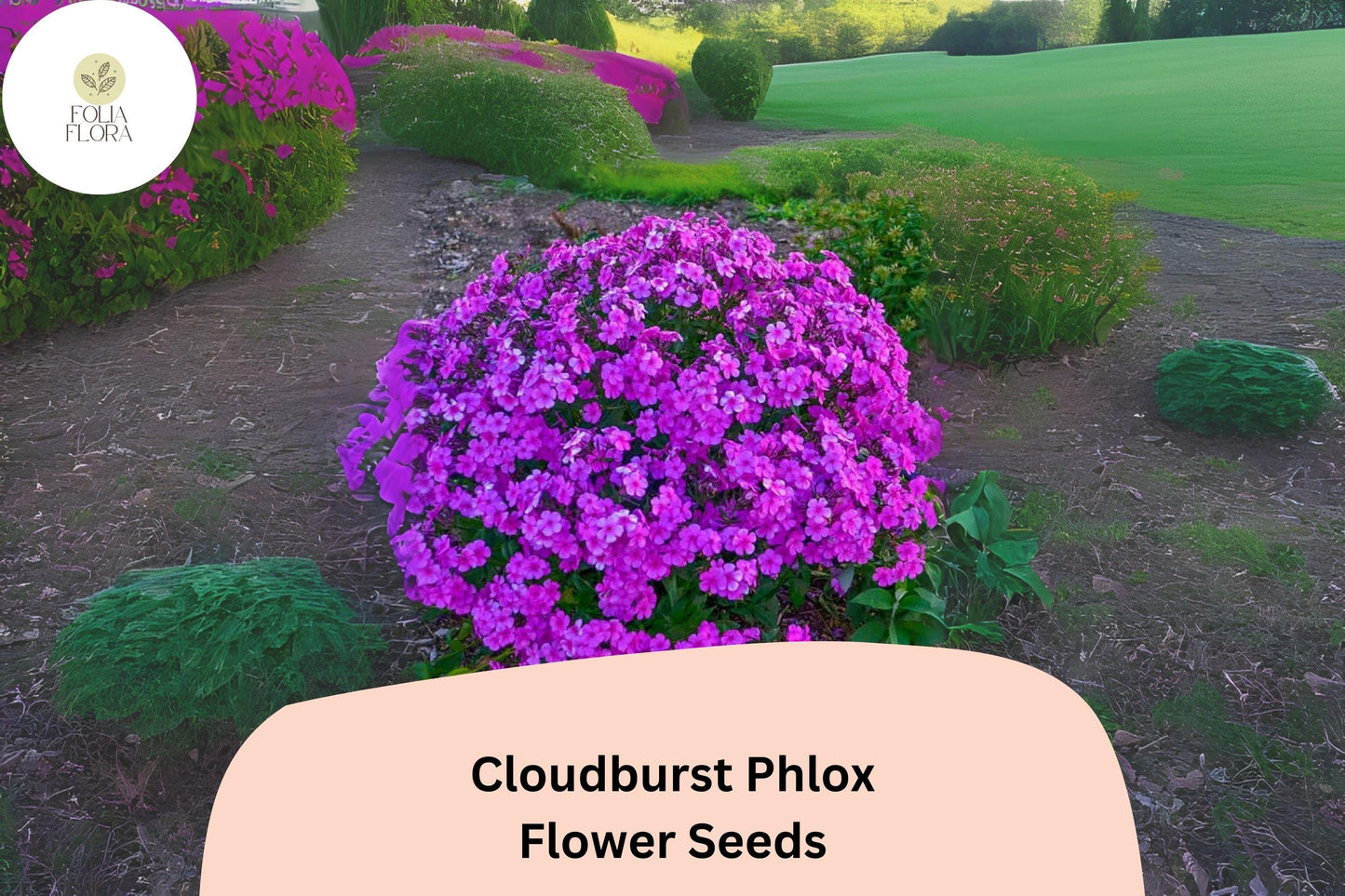 100+ Cloudburst Phlox Seeds for Garden Planting | Phlox paniculata Hybrid | Perennial Flower Seeds | Purple-Magenta Blooms