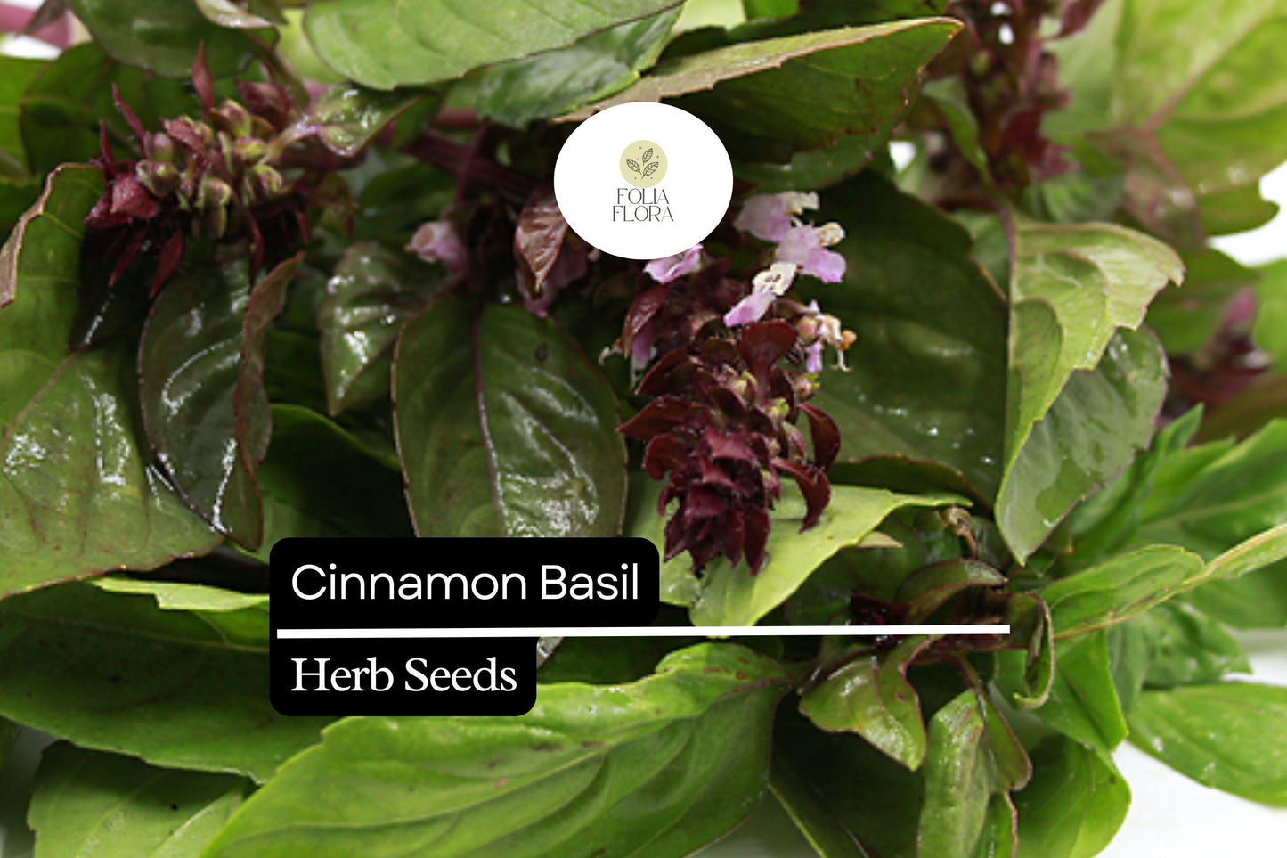 600 Seeds Cinnamon Basil, Ocimum Basilicum, Aromatic Herb with Spicy-Sweet Cinnamon Flavor