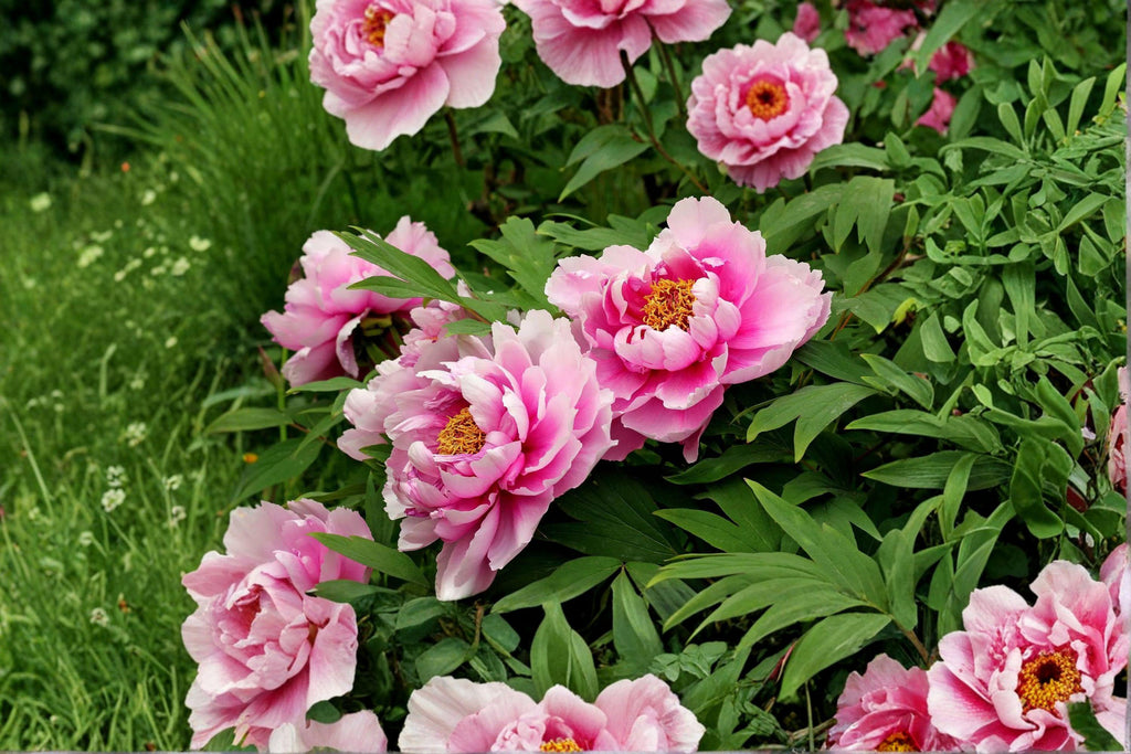 Paeonia lactiflora – Chinese Herbaceous Peony Seeds | 5 Seeds | Fragrant Spring Blooms | Hardy Perennial Flower