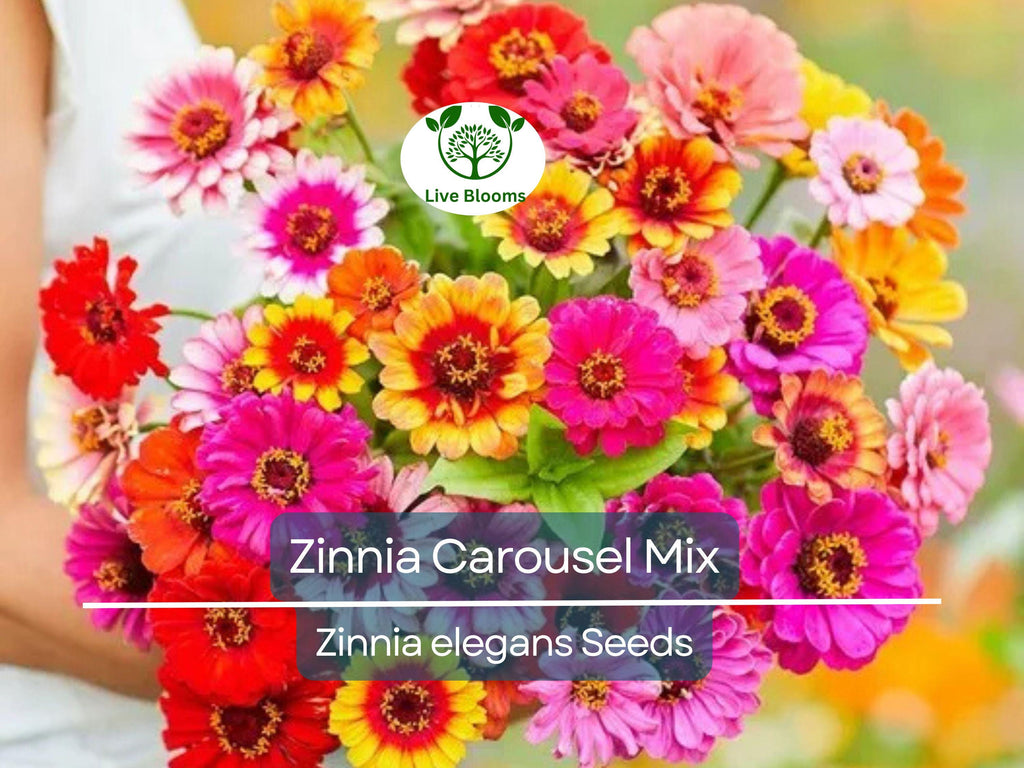 200 Seeds Zinnia Carousel Mix, Heirloom, Non-GMO, Large 4" Blooms, Vibrant Carnival Colors, Perfect for Gardens & Cut Flowers