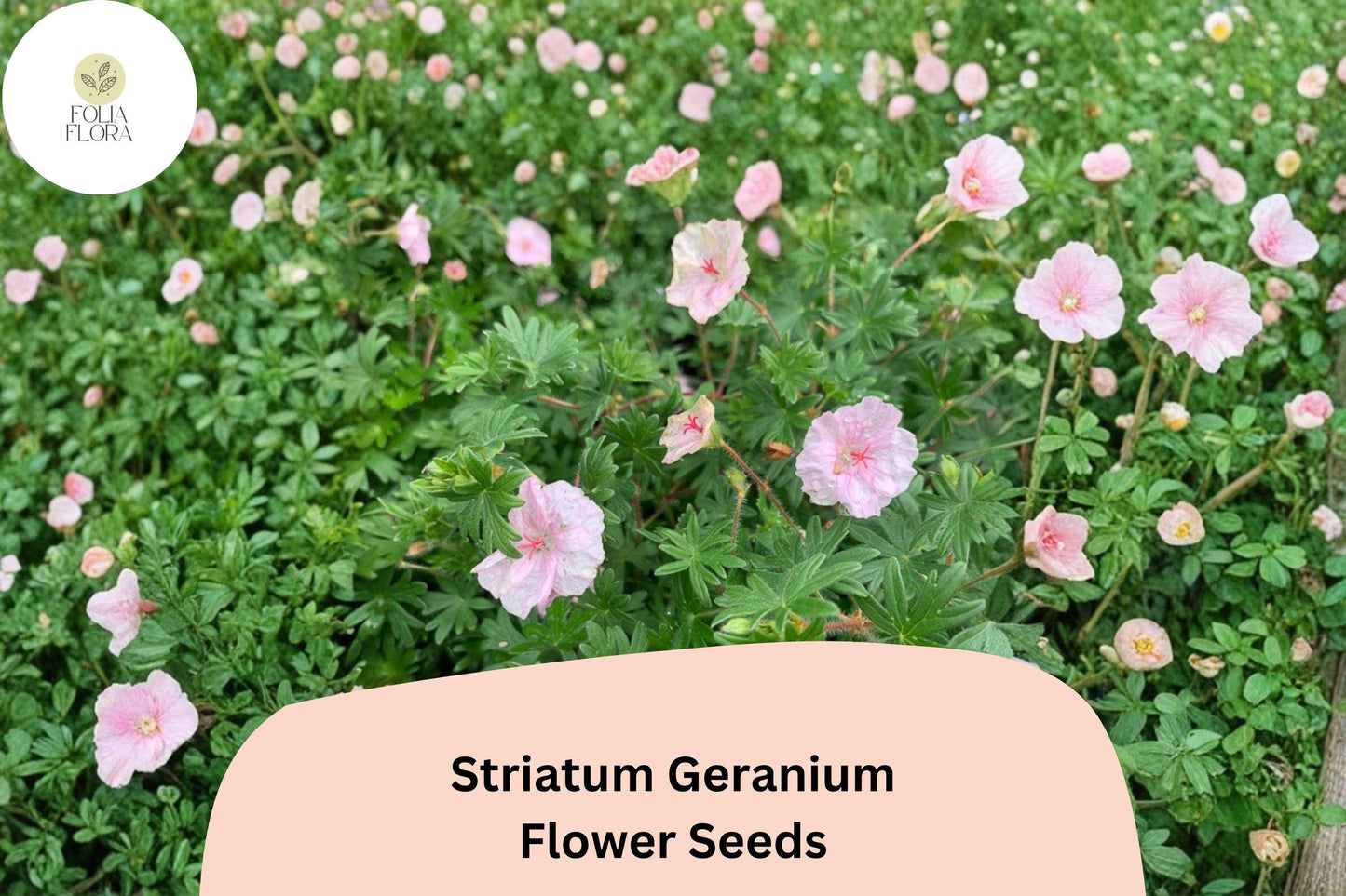25+ Striatum Geranium Seeds | Hardy Perennial Cranesbill | Pink Blooms for Garden Beds, Borders & Ground Cover