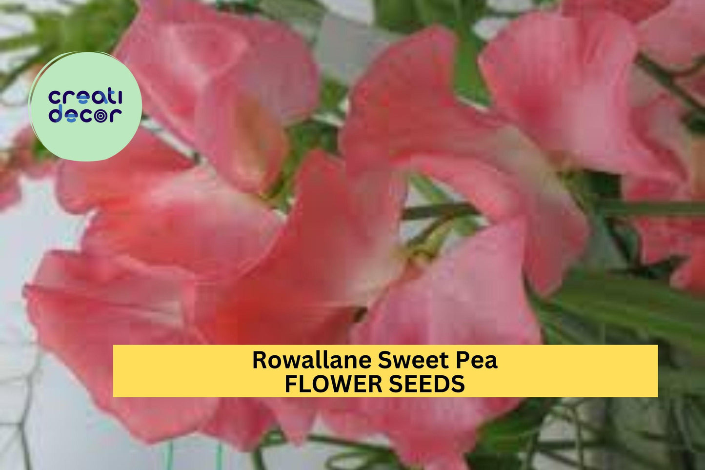 50+ Rowallane Sweet Pea Seeds – Rich Magenta-Violet Fragrant Blooms for Garden Planting, Climbing Vines for Trellises – USA