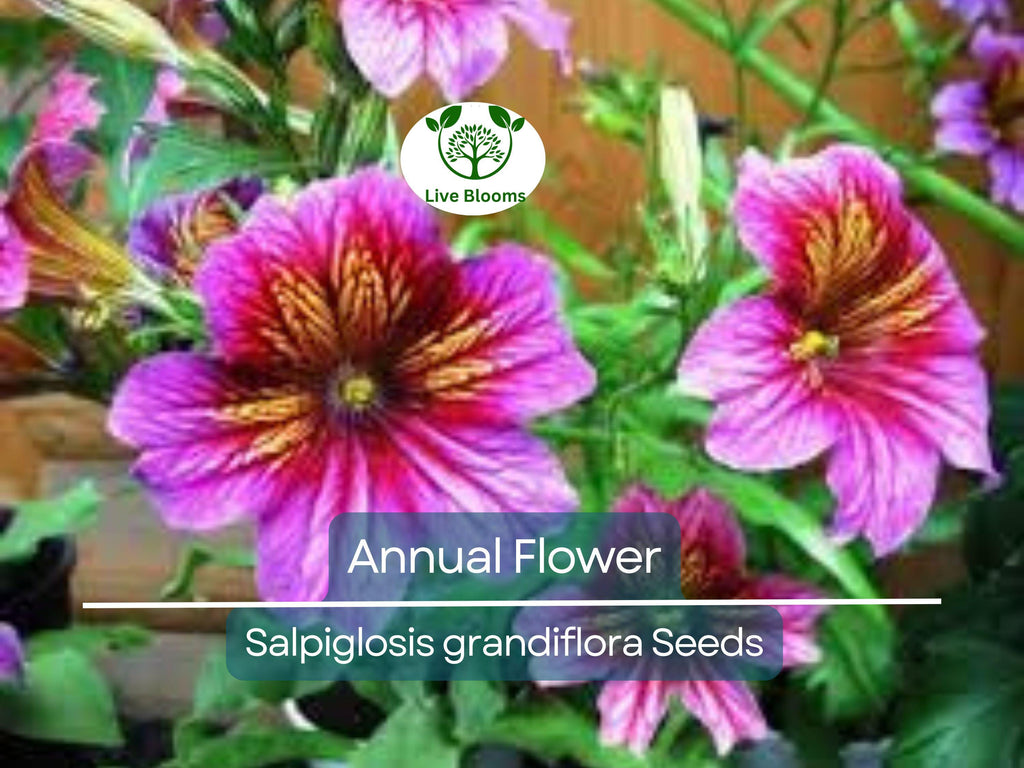 500 EZ Annual Flower Seed Mix (Salpiglosis grandiflora), Bulk Paisley Flowers, Easy to Grow, Vibrant Colors, for Garden and Containers