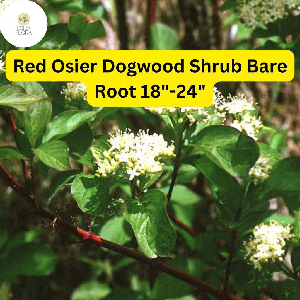 1 Cornus sericea Red Osier Dogwood Shrub - Live Bare Root Plant 18"-24" for Zones 3-8