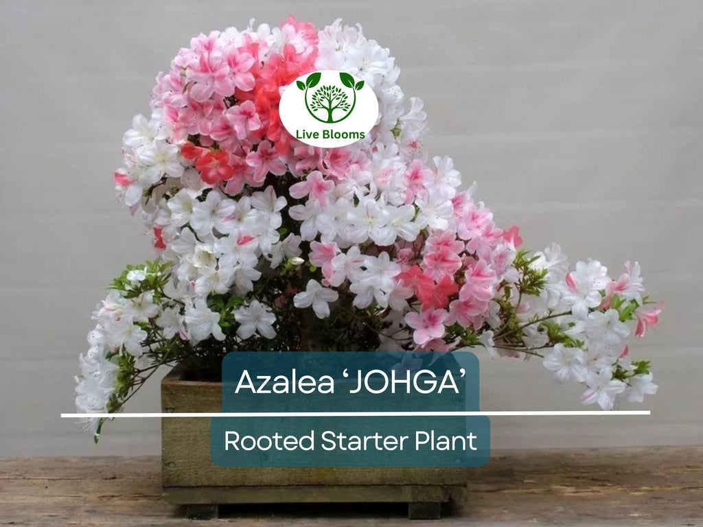 1 JOHGA Azalea Rhododendron Deciduous Rooted Starter Plant - Multi-Color Blooms, Hardy Rhododendron, Perfect for Garden Landscaping