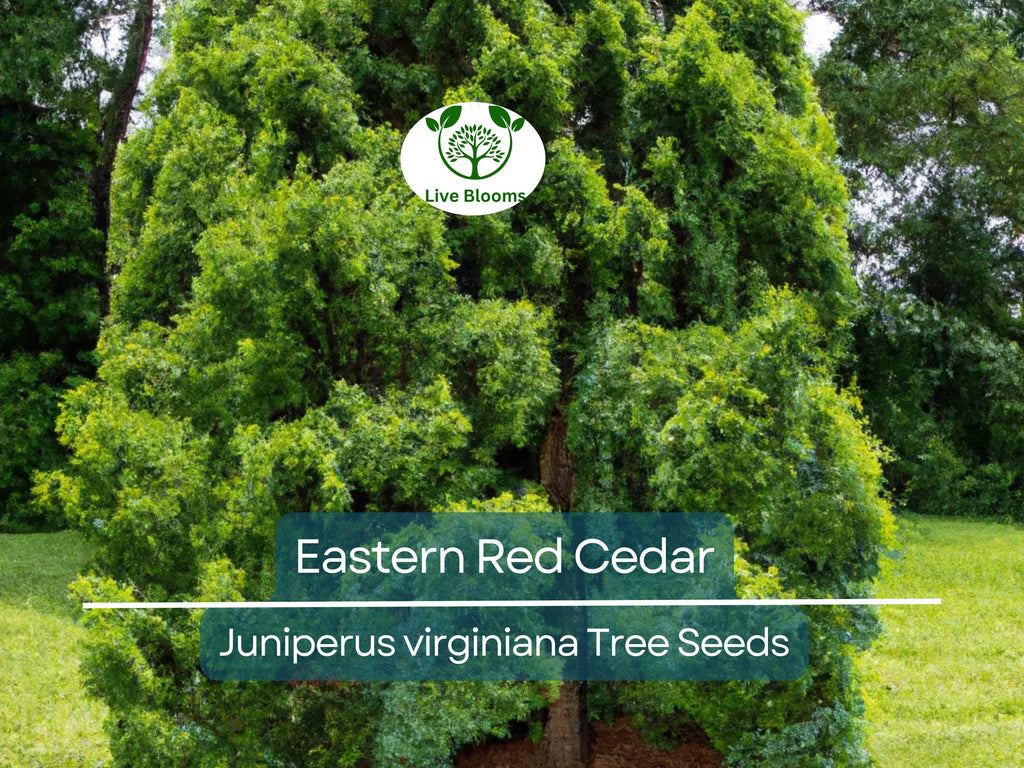 50 Eastern Red Cedar Hedge Shrub Tree Seeds (Juniperus virginiana), Evergreen, Privacy Screen, Hardy Shrub, for Landscaping & Garden Fencing