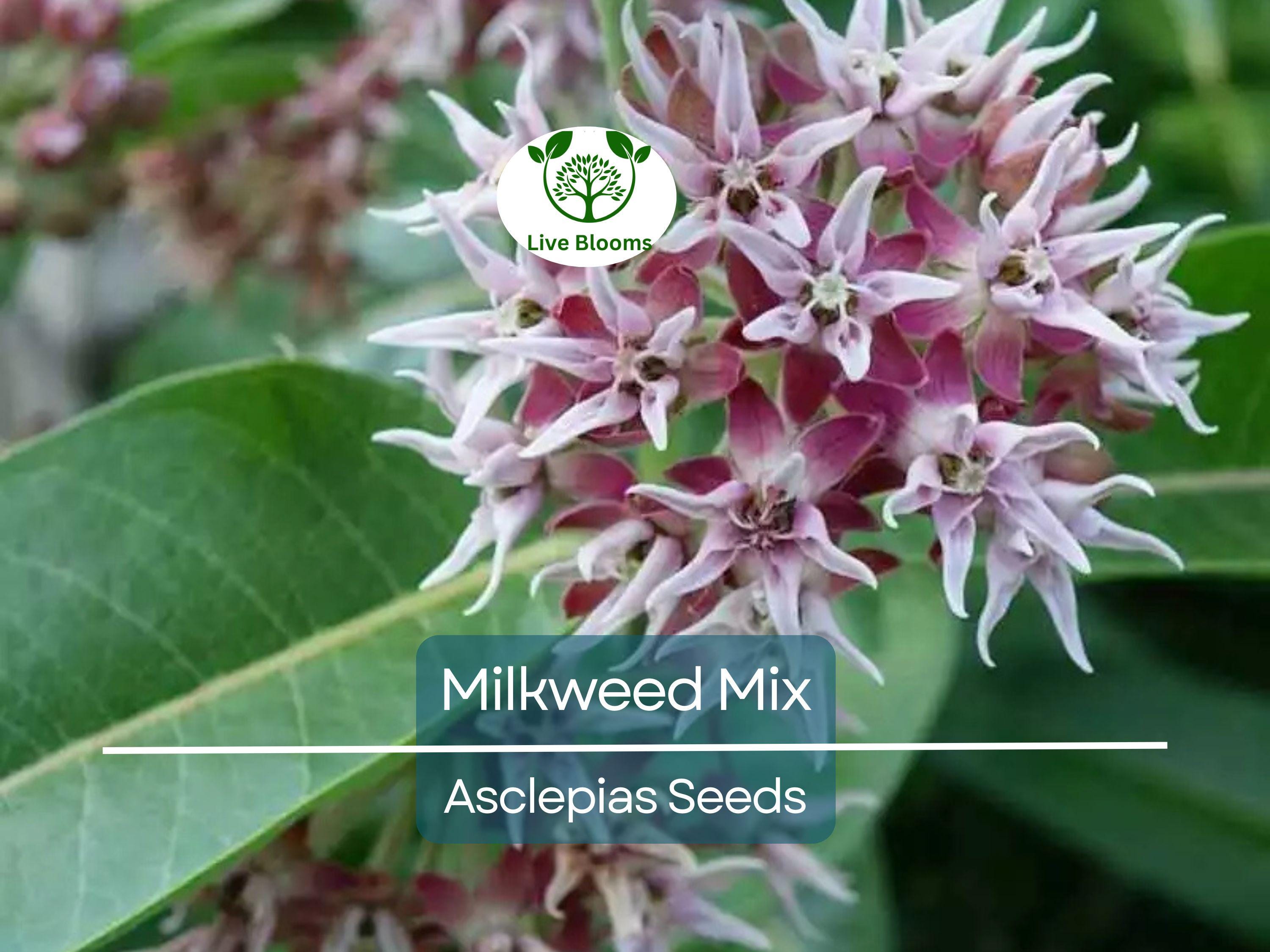 100 Seeds Milkweed Mix Deluxe, Perennials, Monarch Butterfly Host Plant, Non-GMO, Attracts Pollinators, Hardy Flowers for Gardens & Wildlife