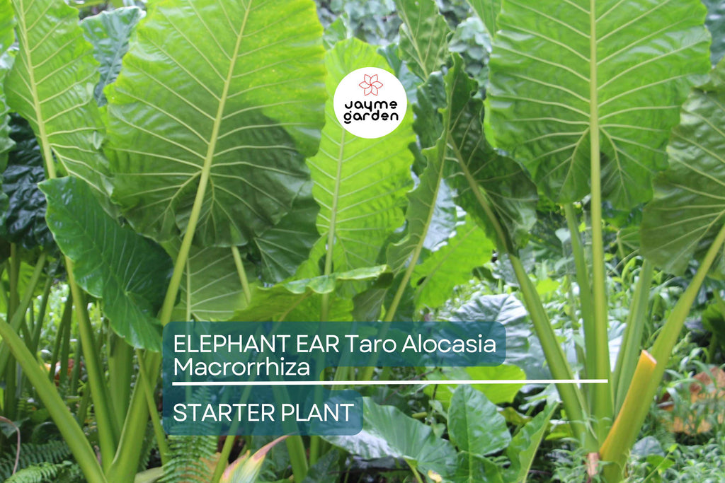 3 Borneo Giant Elephant Ear Seedlings - Alocasia Macrorrhiza - 3-6” Tall, Fast-Growing Tropical Plant