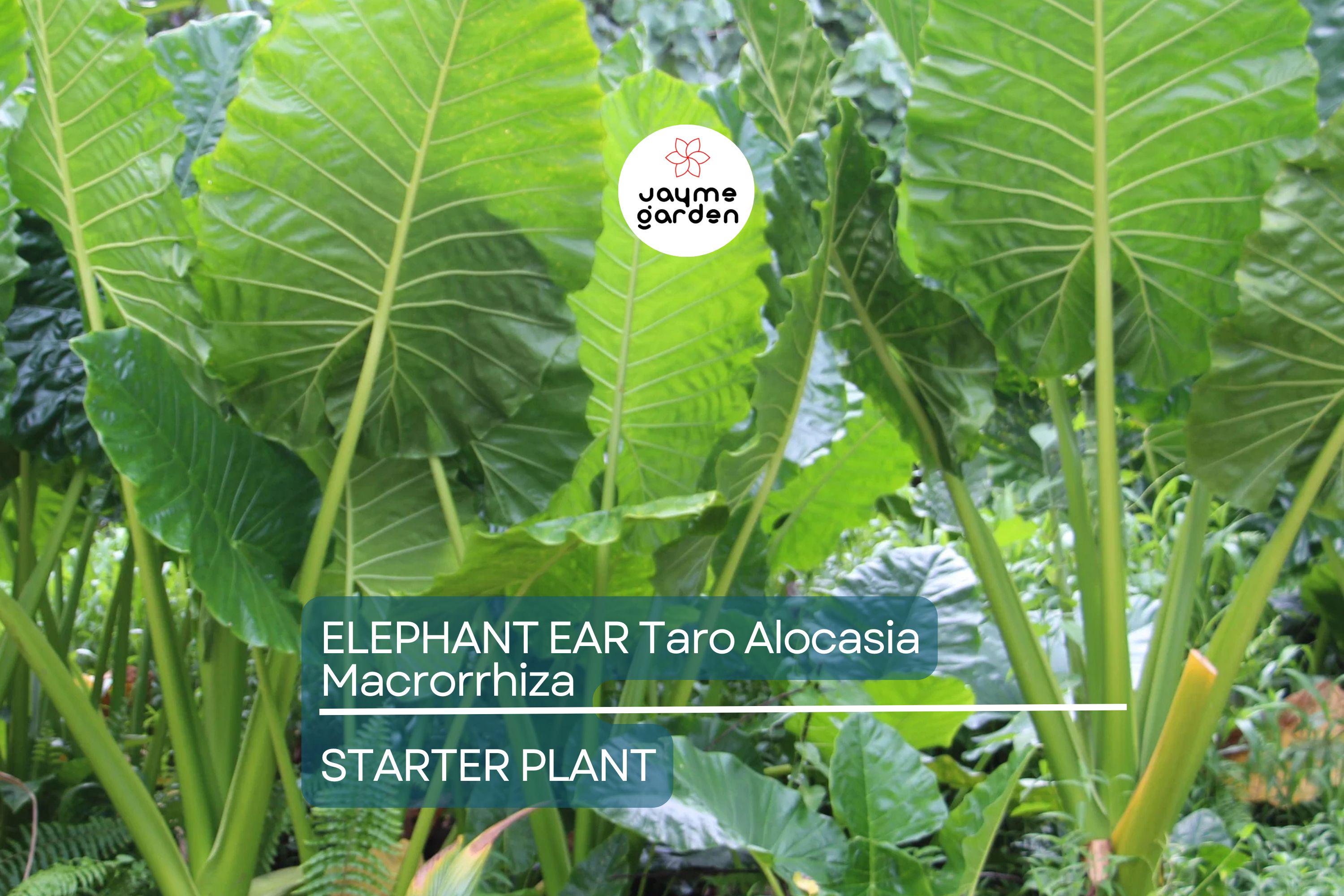 3 Borneo Giant Elephant Ear Seedlings - Alocasia Macrorrhiza - 3-6” Tall, Fast-Growing Tropical Plant