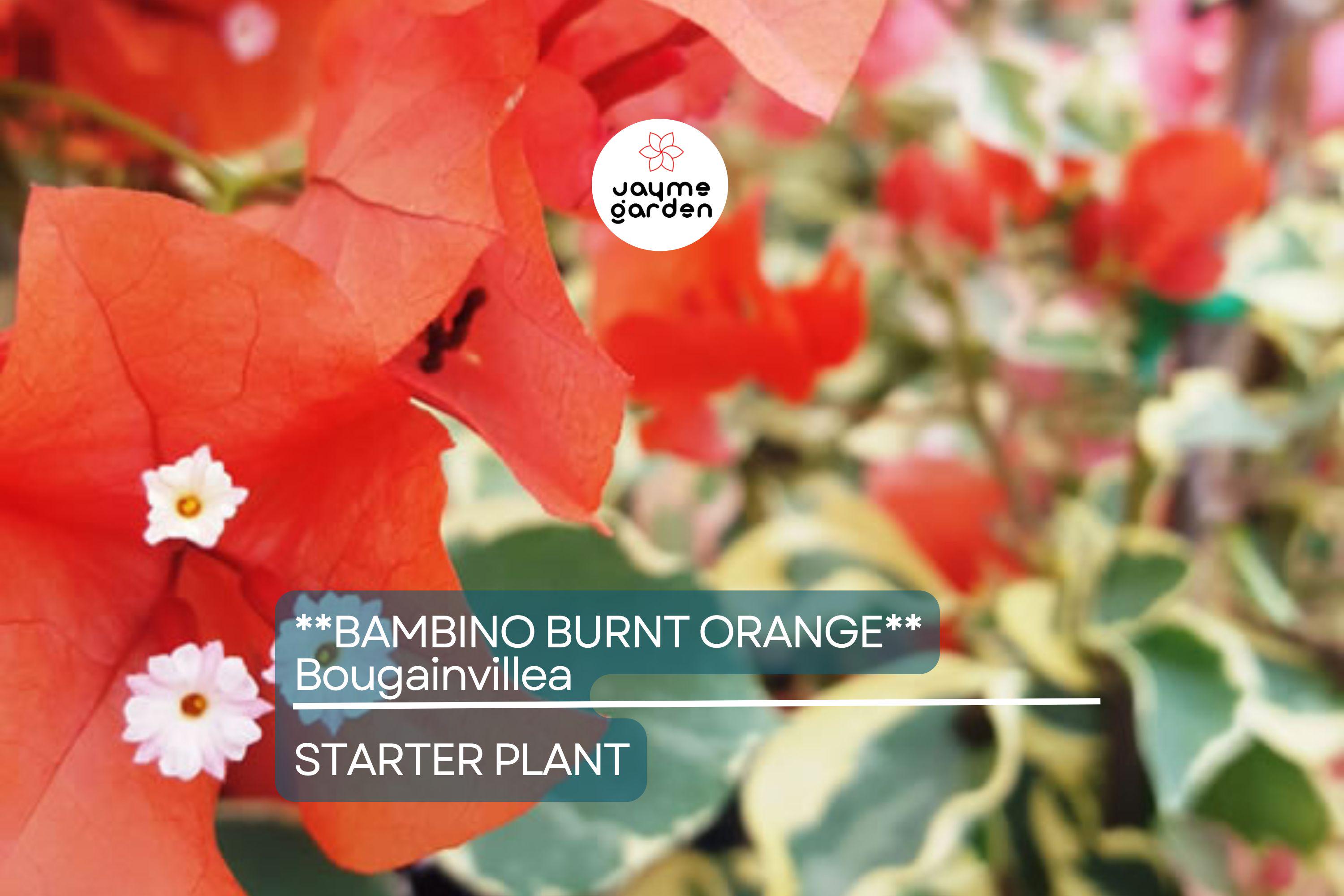 Bambino Burnt Orange Bougainvillea | Live Starter Plant | Well-Rooted Plug | Small, Tropical Beauty | Perfect for Indoor & Outdoor