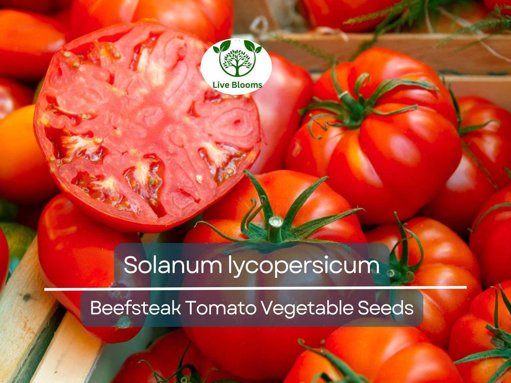 300 mg Beefsteak Tomato Seeds - Solanum lycopersicum | Heirloom, Large & Juicy Tomato | Perfect for Slicing, Sandwiches, and Home Gardens