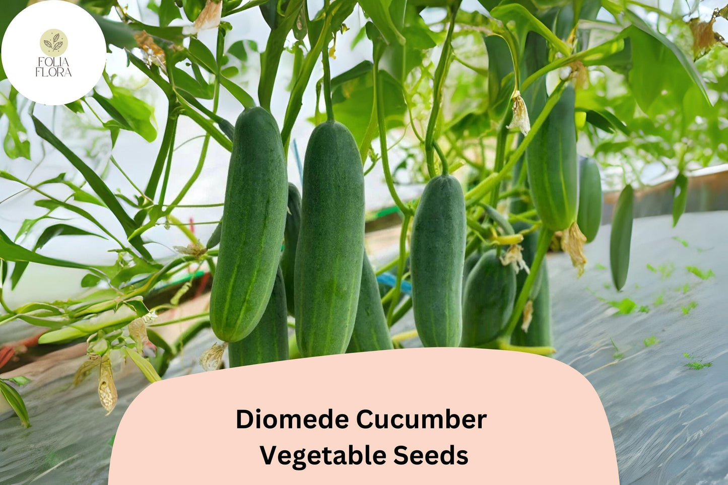 25+ Diomede Cucumber Seeds for Planting | Crisp Hybrid Slicer | High Yield Garden Vegetable Seeds | Easy to Grow