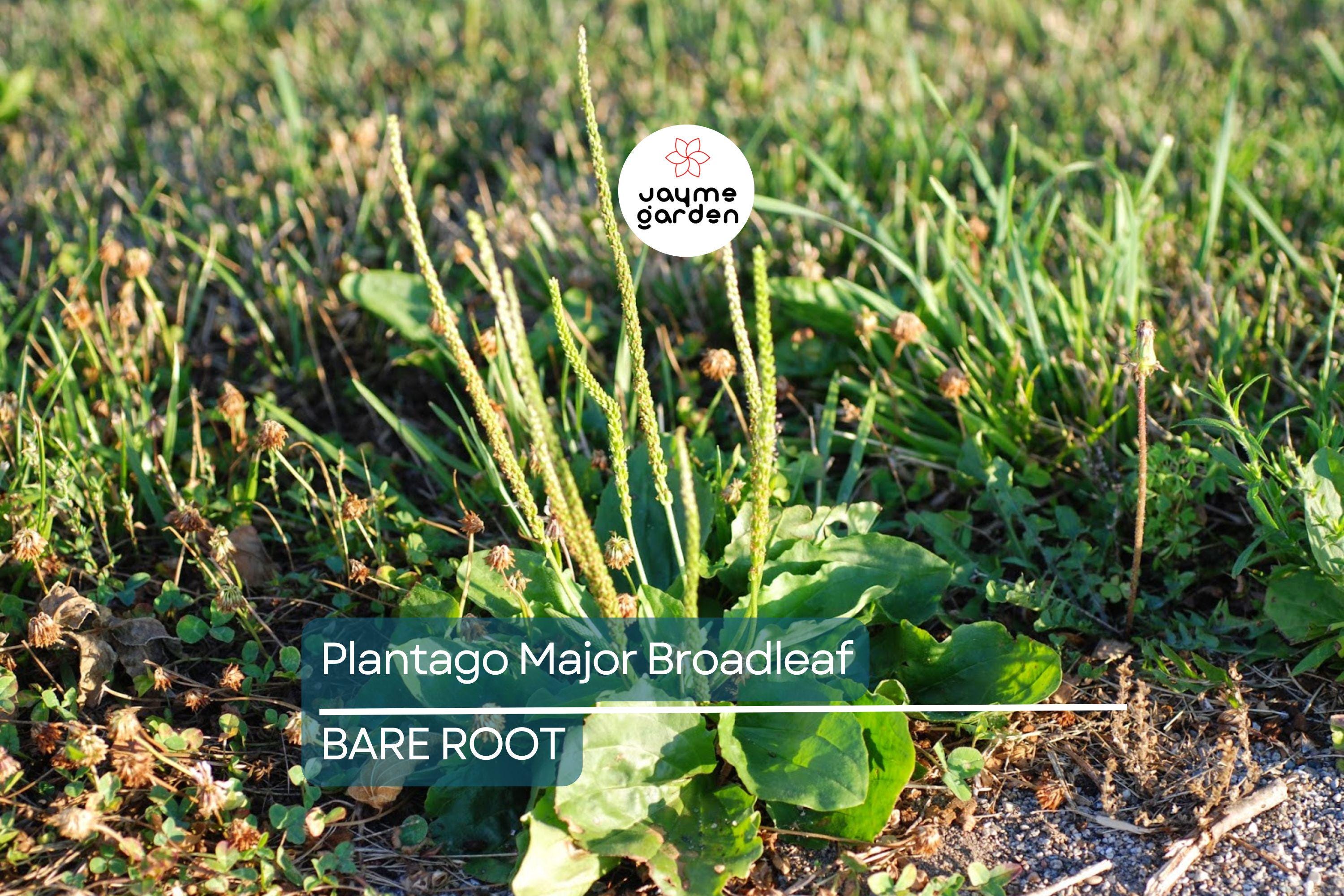 2 Plantago Major Broadleaf Plantain Plants - Bare Root Live Plants Ready to Plant - Easy Care Herb