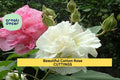 4 Cotton Rose Cuttings | Hibiscus mutabilis | Color Changing Blooms | Unrooted Flowering Shrub Starter | Beautiful Garden Plant