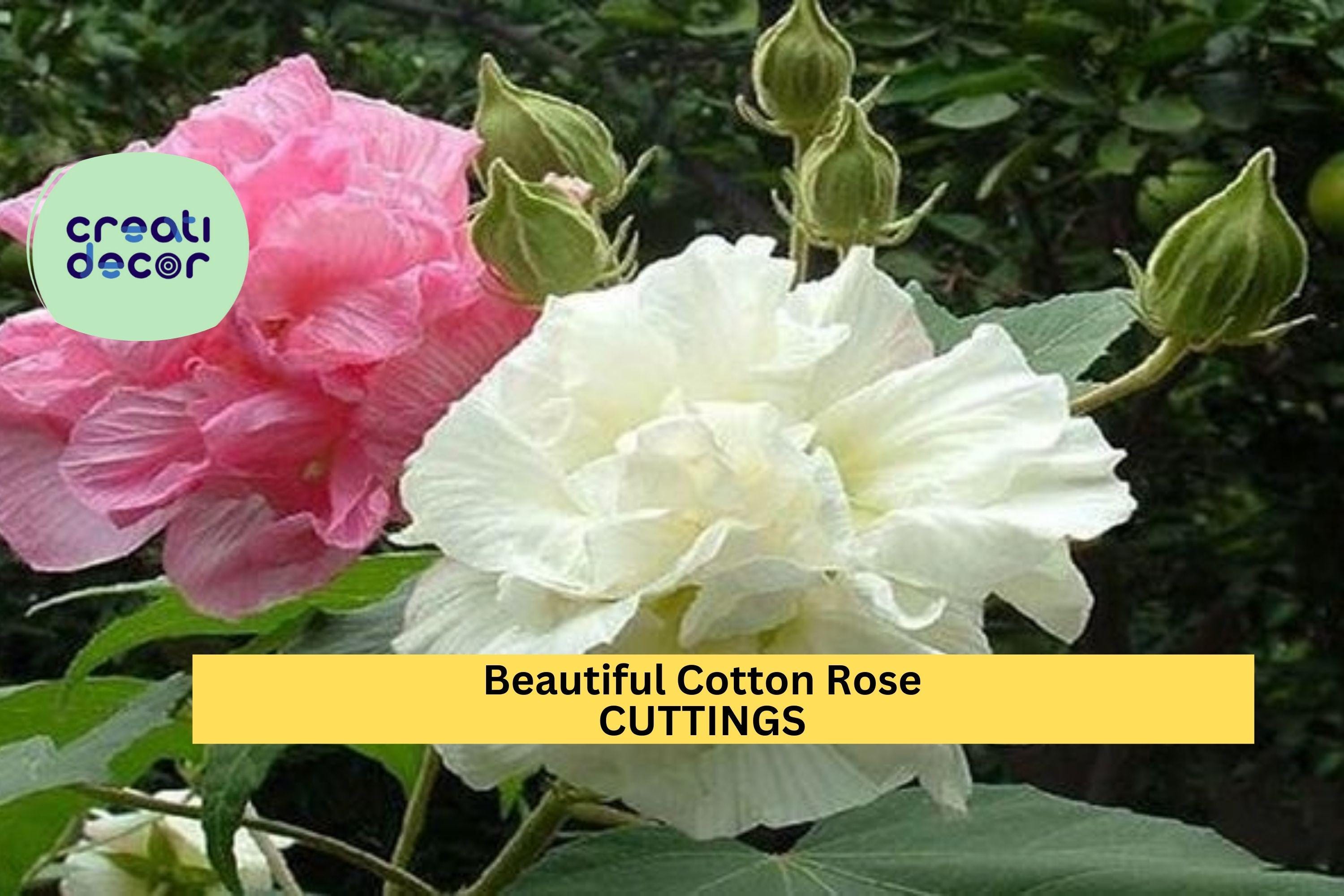4 Cotton Rose Cuttings | Hibiscus mutabilis | Color Changing Blooms | Unrooted Flowering Shrub Starter | Beautiful Garden Plant
