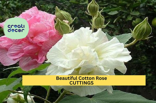 4 Cotton Rose Cuttings | Hibiscus mutabilis | Color Changing Blooms | Unrooted Flowering Shrub Starter | Beautiful Garden Plant
