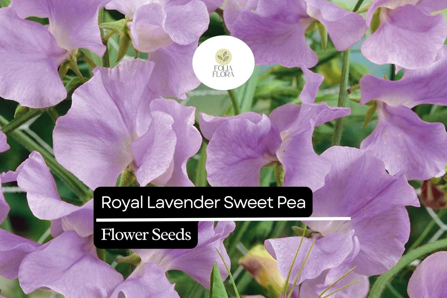Royal Lavender Sweet Pea (Lathyrus odoratus) – Fragrant Blooms, Lavender Purple Flowers, Ideal for Gardens & Bouquets
