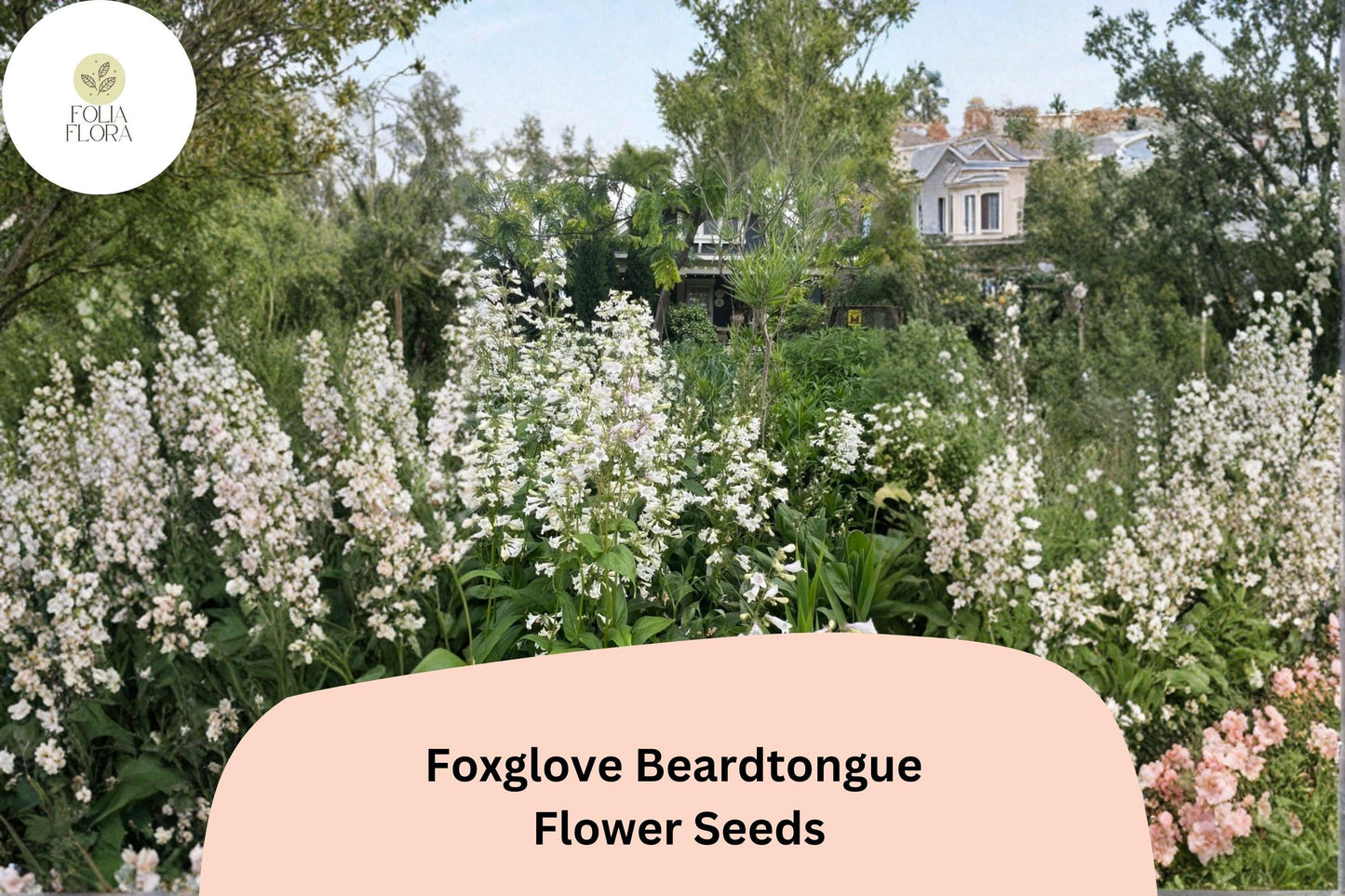 Foxglove Beardtongue Seeds – 100 Penstemon digitalis | Native White Wildflower | Perennial Garden Plant
