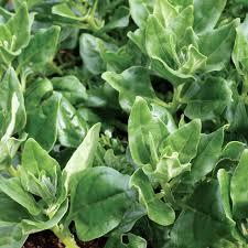 Set of 16 Vegetable & Herb Seeds – Garden Starter Pack with Basil, Arugula, Kale, Broccoli, Cilantro, Okra, Spinach and More – USA