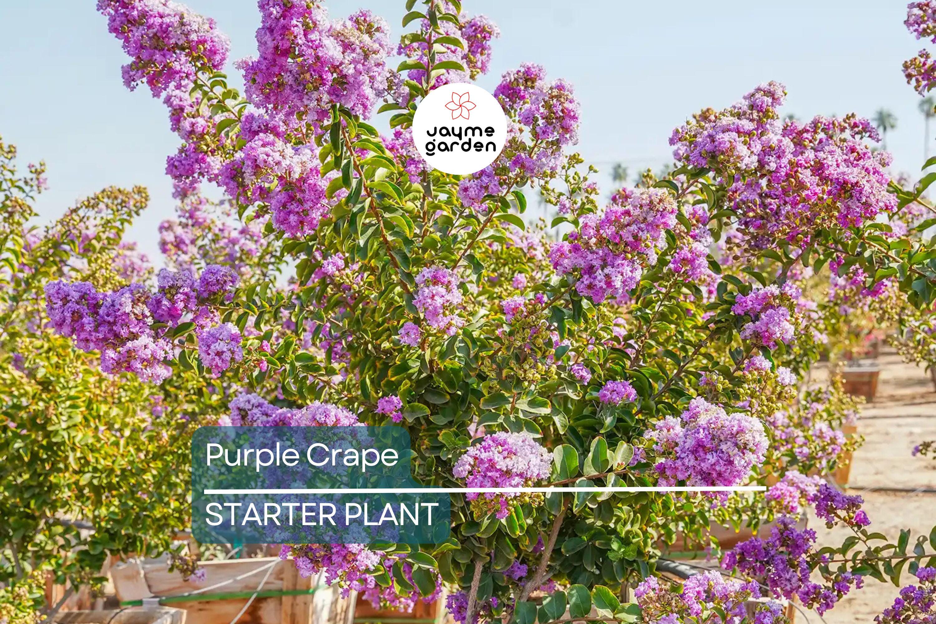 2 LIVE Purple Crape Myrtle Plants 2+ft | Ready to Plant Now | Beautiful Garden Trees, Bare Root