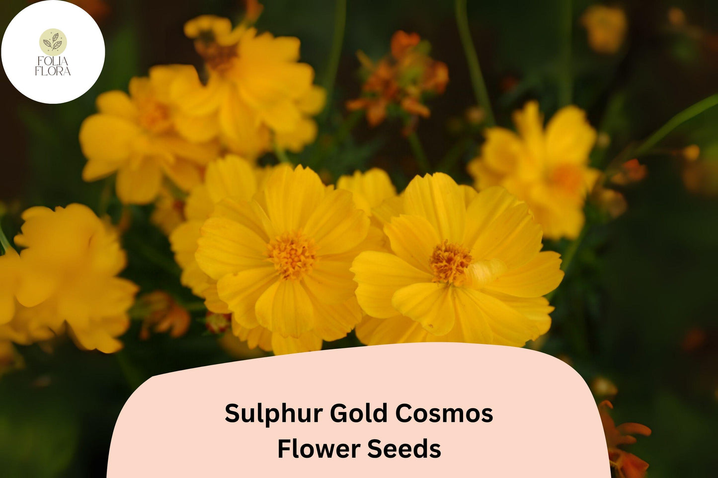 200+ Sulphur Gold Cosmos Seeds | Cosmos sulphureus | Bright Yellow-Orange Blooms | Easy Annual Flower Seeds for Garden