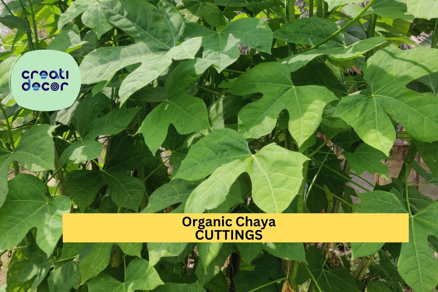 10 Organic Chaya Cuttings | Mexican Tree Spinach Starter | Cnidoscolus Aconitifolius | Fast-Growing Edible Garden Plant