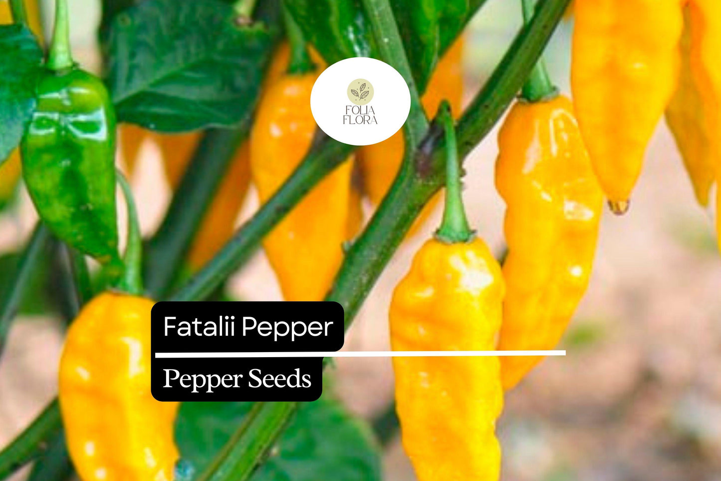 5 Seeds Fatalii Pepper, Capsicum chinense, Rare Fiery Yellow Chili for Exotic Hot Sauces