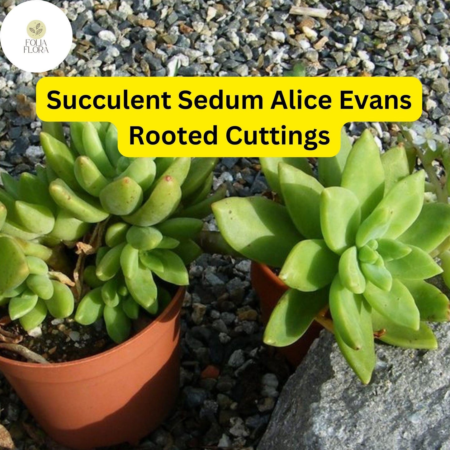 5 Live Plant Cuttings Sedum ‘Alice Evans’ Succulent | Stonecrop Variety | Compact Growth & Creamy Green Foliage
