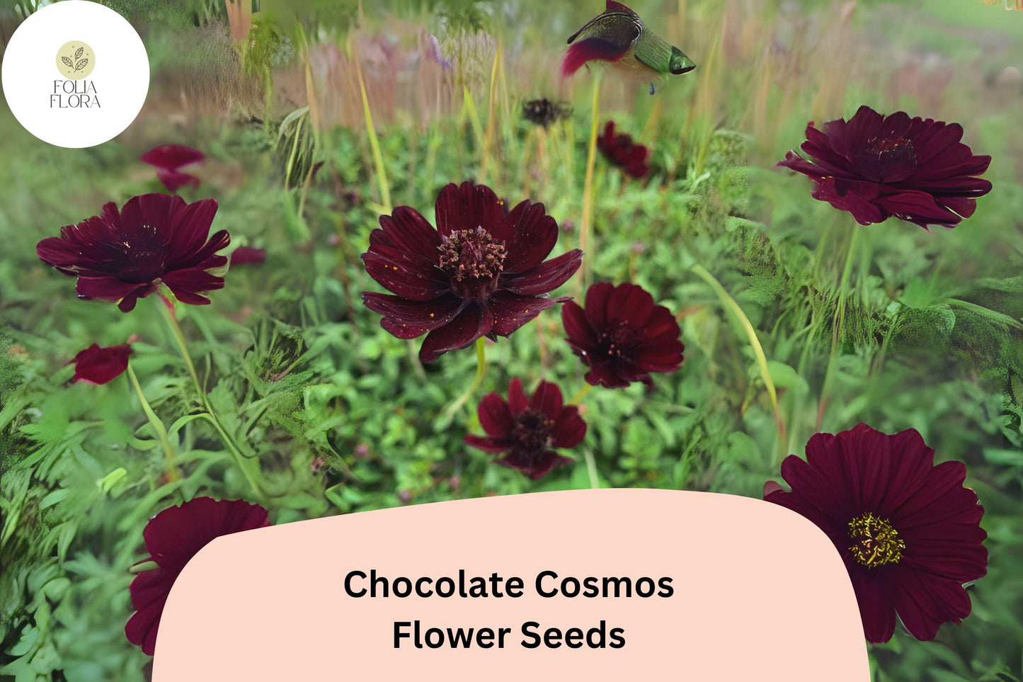 Cosmos atrosanguineus Chocolate Cosmos Seeds – 200+ Velvety Dark Blooms with Sweet Cocoa Scent